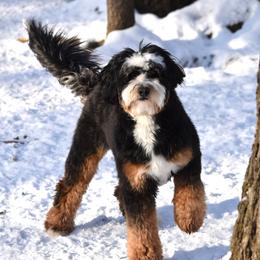 Ollie - Bernedoodle