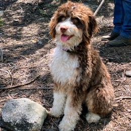 Laurel - Aussiedoodle