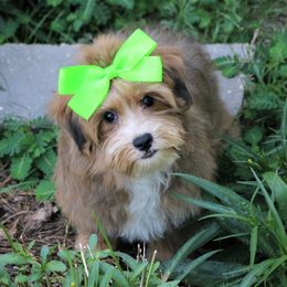 Havanese from Havana Rouge Havanese