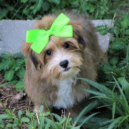 Havanese from Havana Rouge Havanese