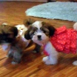 Anatolian Shepherd Dog, Collie, and Lhasa Apso Puppies from Foxglove Farms Collies/Green Stains Anatolians/I Ching Lhasas