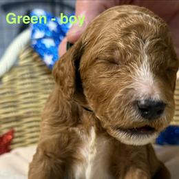 Boy 3 - Chocolate male Goldendoodle puppy in Clermont, Florida from Da Ruba Doodles