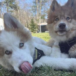 Native American Indian Dog Puppies from Seven Sisters Canids