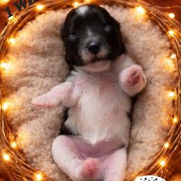 Diva - Parti female Miniature Schnauzer puppy in Sacramento, California from T & A Cali Schnauzer