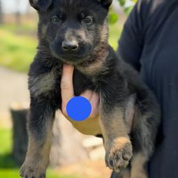 Fracture - Bi-color male German Shepherd puppy in Medical Lake, Washington from Nine Realms German Shepherds