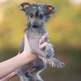 Bodhi - Sable male Chinese Crested puppy in Kentucky from Qilin Chinese Crested