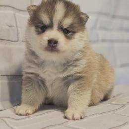 Todd - Gray and white male Pomsky puppy in Stover, Missouri from Lx2 County Line Pomskies