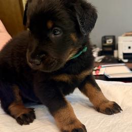 Green Collar - Black and tan male Beauceron puppy in Sterling, Illinois from Beaucerons of Tempete De Hope