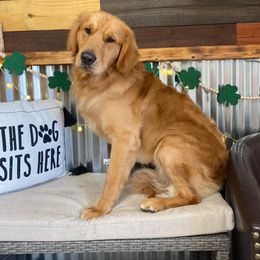 Golden Retriever All Grown Up from Ellabell Goldens