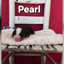 Pearl - Tri-color female Bernese Mountain Dog puppy in Independence, Virginia from Thornton Bernese Mountain Dogs