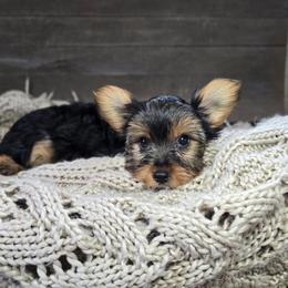Mila - Black and tan female Yorkshire Terrier puppy in Mountain Grove, Missouri from Precious Puppies