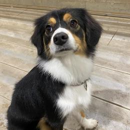 Harper - Miniature Australian Shepherd