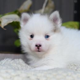 Storm - White male Pomsky puppy in Coos Bay, Oregon from Ocean View Pomskies