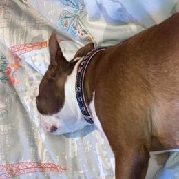Boston Terriers from Jessica's Boston Terriers
