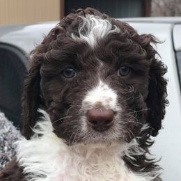 Cockapoos from MoonShine Babies Cockapoos