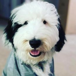 Sheepadoodles from Mendenhall’s Sheepadoodle’s