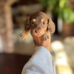 Dachshund Puppies from Bayou d’Elara Dachshunds