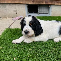 English Springer Spaniel Puppies from Enos Ranch Springer Spaniels