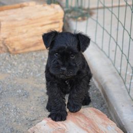 Miniature Schnauzer Puppies from Bizzy Acres Miniature Schnauzers