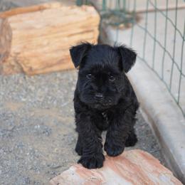 Miniature Schnauzer Puppies from Bizzy Acres Miniature Schnauzers