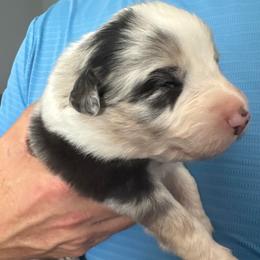 Merle Boy 4 - Blue merle male Australian Shepherd puppy in Nezperce, Idaho from Willow Creek Farm