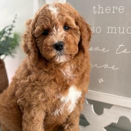 Ollie - Apricot male Poodle puppy in Strasburg, Virginia from Shenandoah Valley Doodles
