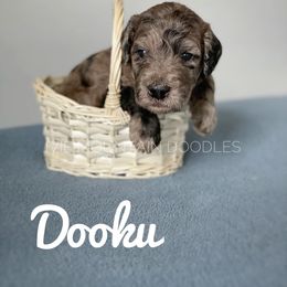 Goldendoodle Puppies from Ivie Mountain Doodles