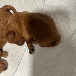 Baby boy - Red  male Goldendoodle puppy in Shingle Springs, California from Creamy Retrievers
