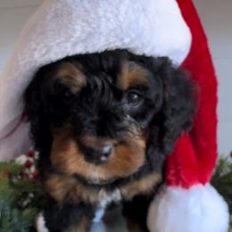 Mistletoe - Bernedoodle puppy from The Berne Barn