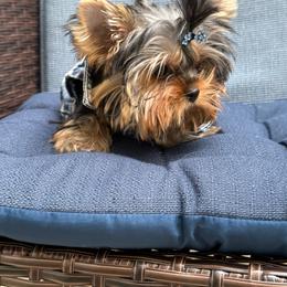Tafito - Black and tan male Yorkshire Terrier puppy in Coral Springs, Florida from Jennipher's Yorkshire Terriers