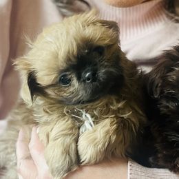 Shih Tzus from Pumpkin Patch Imperial Shih Tzus