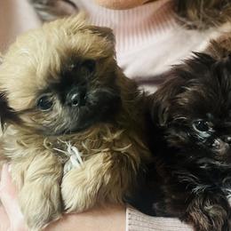 Shih Tzus from Pumpkin Patch Imperial Shih Tzus
