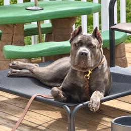 Juno - Gray brindle female Cane Corso puppy in Hillsborough, New Jersey from Central Jersey K9