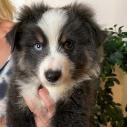 Willie - Black tri male Miniature Australian Shepherd puppy in Oroville, California from Puppy Love Ranch Mini Aussies