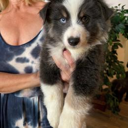 Willie - Black tri male Miniature Australian Shepherd puppy in Oroville, California from Puppy Love Ranch Mini Aussies