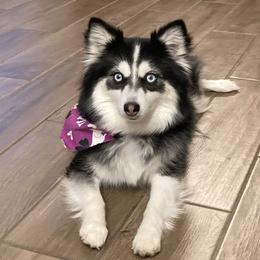 Rajah - Pomsky
