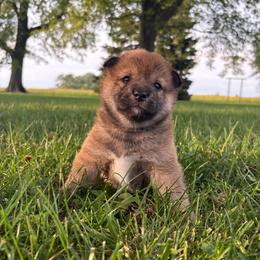 Spencer - Sesame male Shiba Inu puppy in Covington, Ohio from Rustic Country Shibas