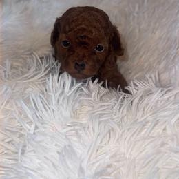Leo - Red  male Poodle puppy in Okc, Oklahoma from Designer Poos By Diva