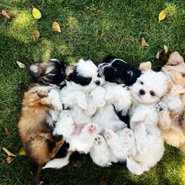 Shih Tzu Puppies from The Family Shih Tzu