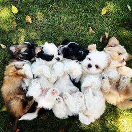 Shih Tzu Puppies from The Family Shih Tzu