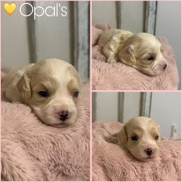 Girl 1 - Blenheim female Cavachon puppy in Smoot, Wyoming from Designer Mountain Mutts