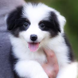 Sneezy - Black tri-color male Australian Shepherd puppy in Georgetown, Texas from River Reign Australian Shepherds