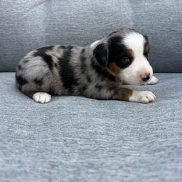 Ruger - Blue merle male Miniature Australian Shepherd puppy in Marion, Michigan from Highland Hills Mini Aussies