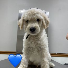 Black - Apricot male Goldendoodle puppy in Deville, Louisiana from Milley’s Poodles and Doodles