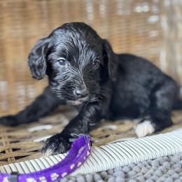 Dark purple - Black female Bernedoodle puppy in Valdosta, Georgia from Fifth Day Farm