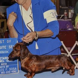 Dachshunds from Stendachs