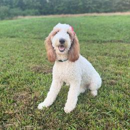 Daisy - Goldendoodle