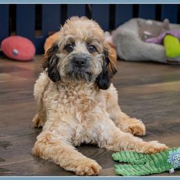 Blaine - Black white and tan male Cockapoo puppy in Connersville, Indiana from Deaz Doodle Ranch