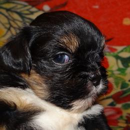 AKC LILETH - Black and tan female Lhasa Apso puppy in Fort Washington, Maryland from GyanGanj Lhasa Apso