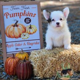 Jackpot - Gray and white male American Corgi puppy in Cameron, North Carolina from Butts Family Corgis